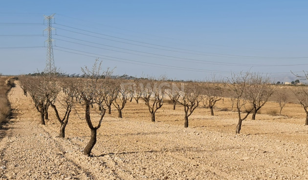 Land - Odsprzedaż - Jumilla - Inland