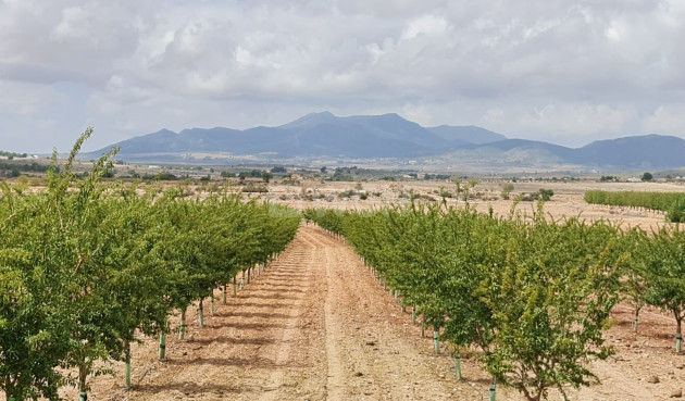 Land - Odsprzedaż - Pinoso - Inland