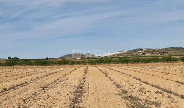 Land - Odsprzedaż - Pinoso - Inland