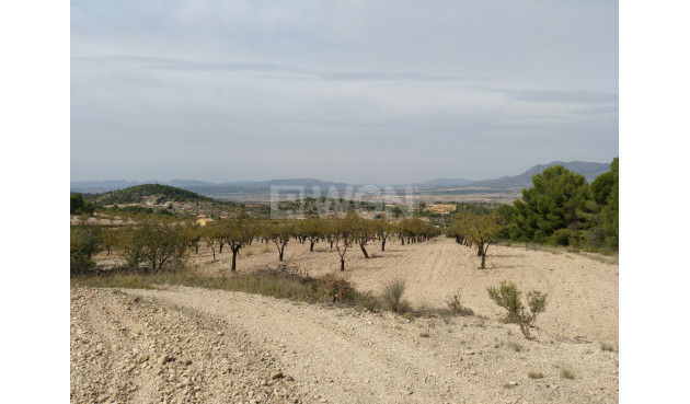 Land - Resale - Abanilla - 53851