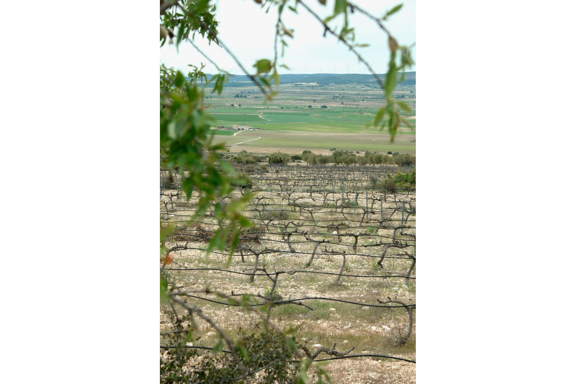 Nowy budynek - Villa - Yecla