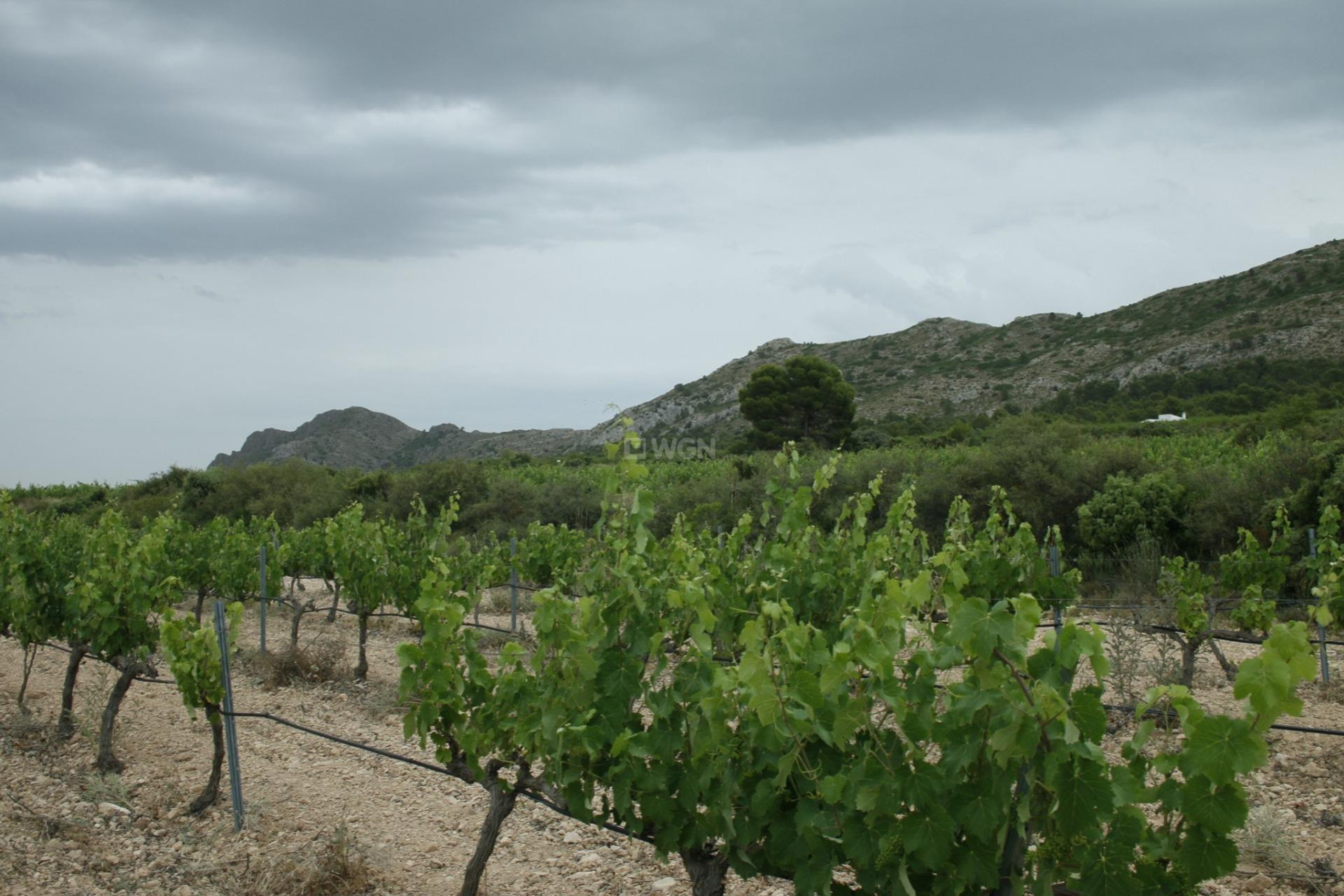 Nowy budynek - Villa - Yecla