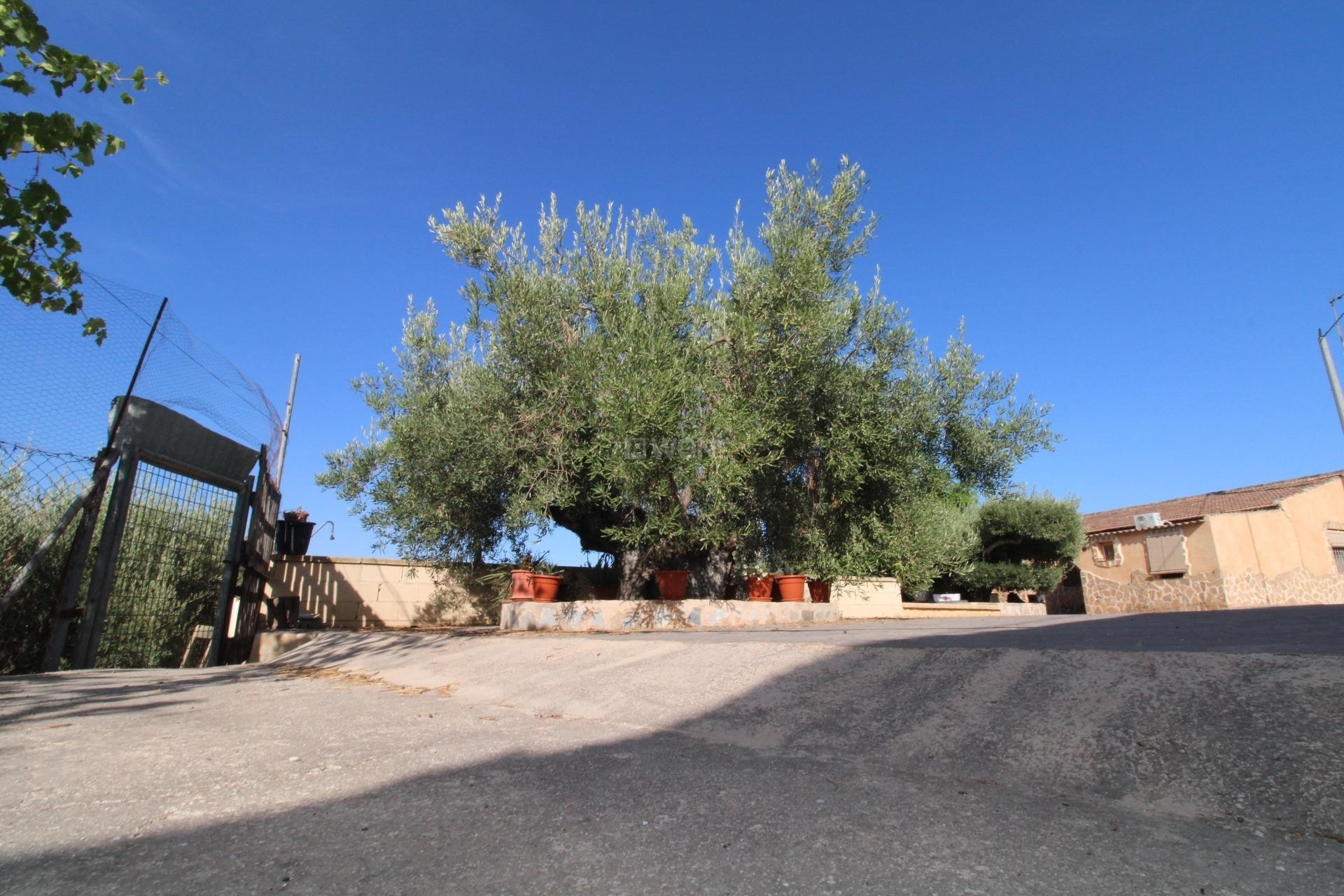 Odsprzedaż - Casa con terreno - Murcia - Cañadas de San Pedro