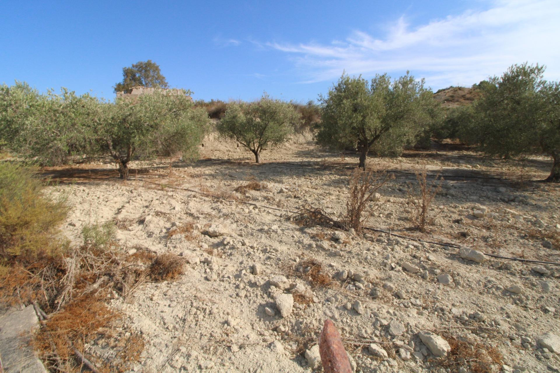 Odsprzedaż - Casa con terreno - Murcia - Cañadas de San Pedro