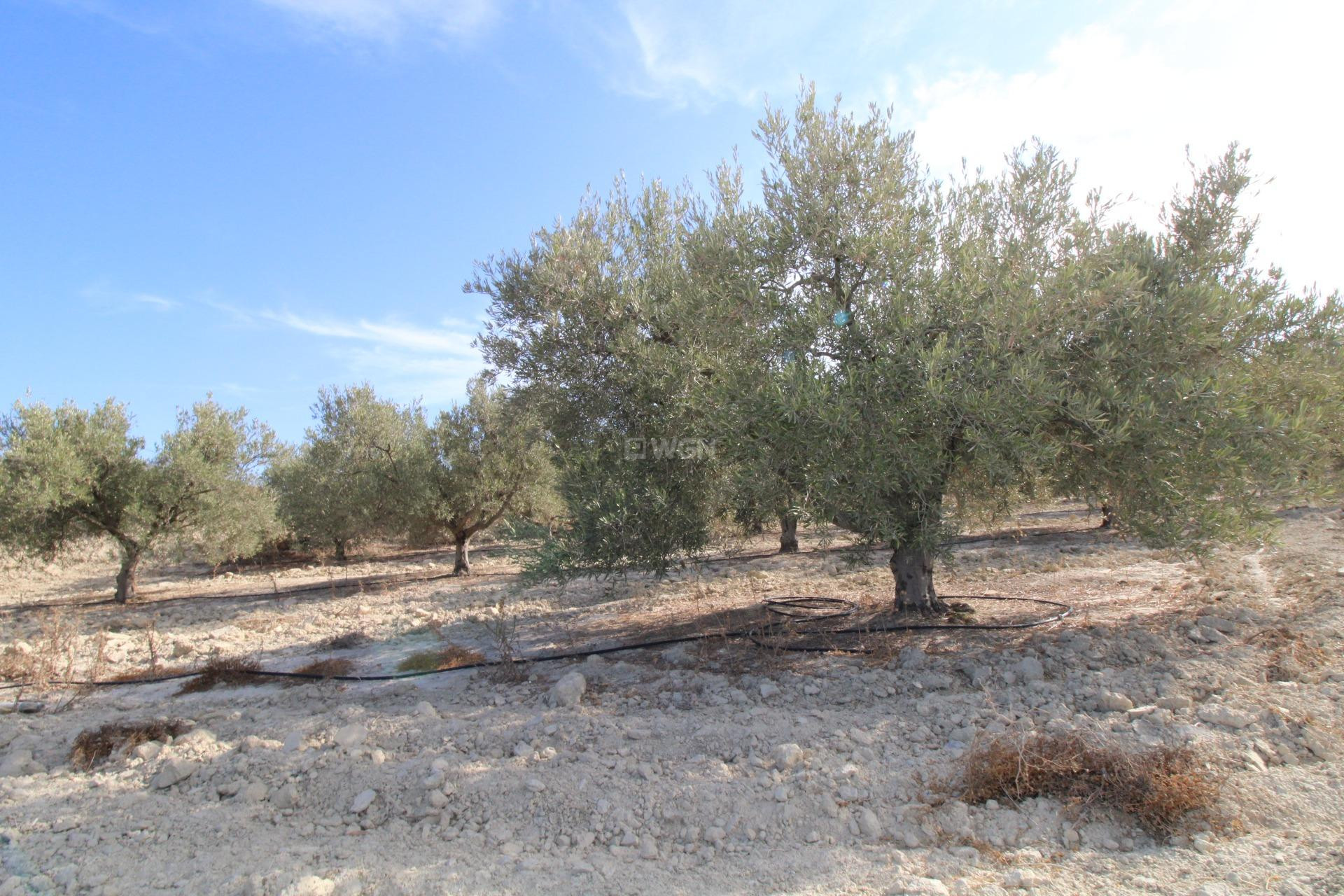 Odsprzedaż - Casa con terreno - Murcia - Cañadas de San Pedro