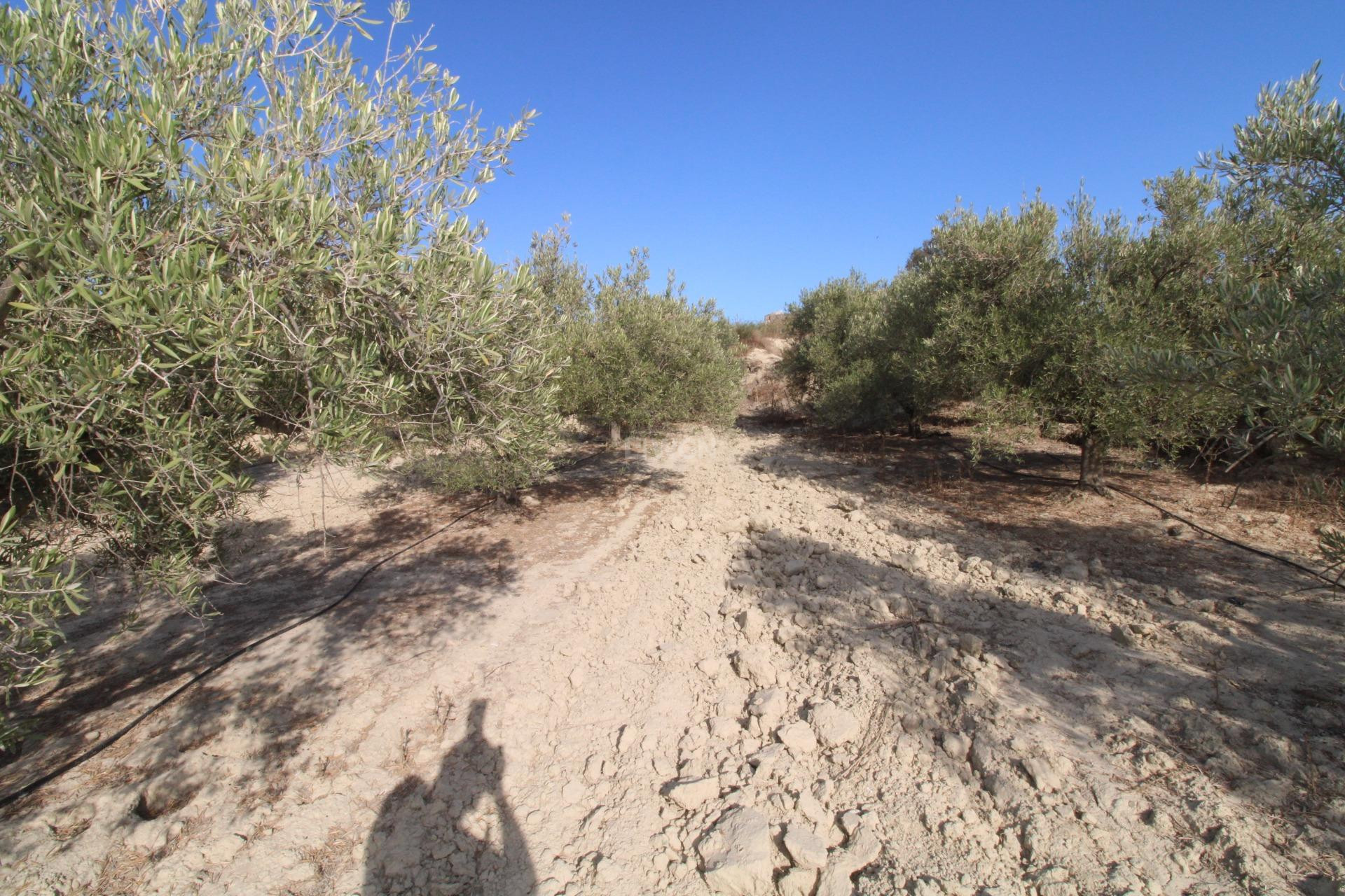 Odsprzedaż - Casa con terreno - Murcia - Cañadas de San Pedro