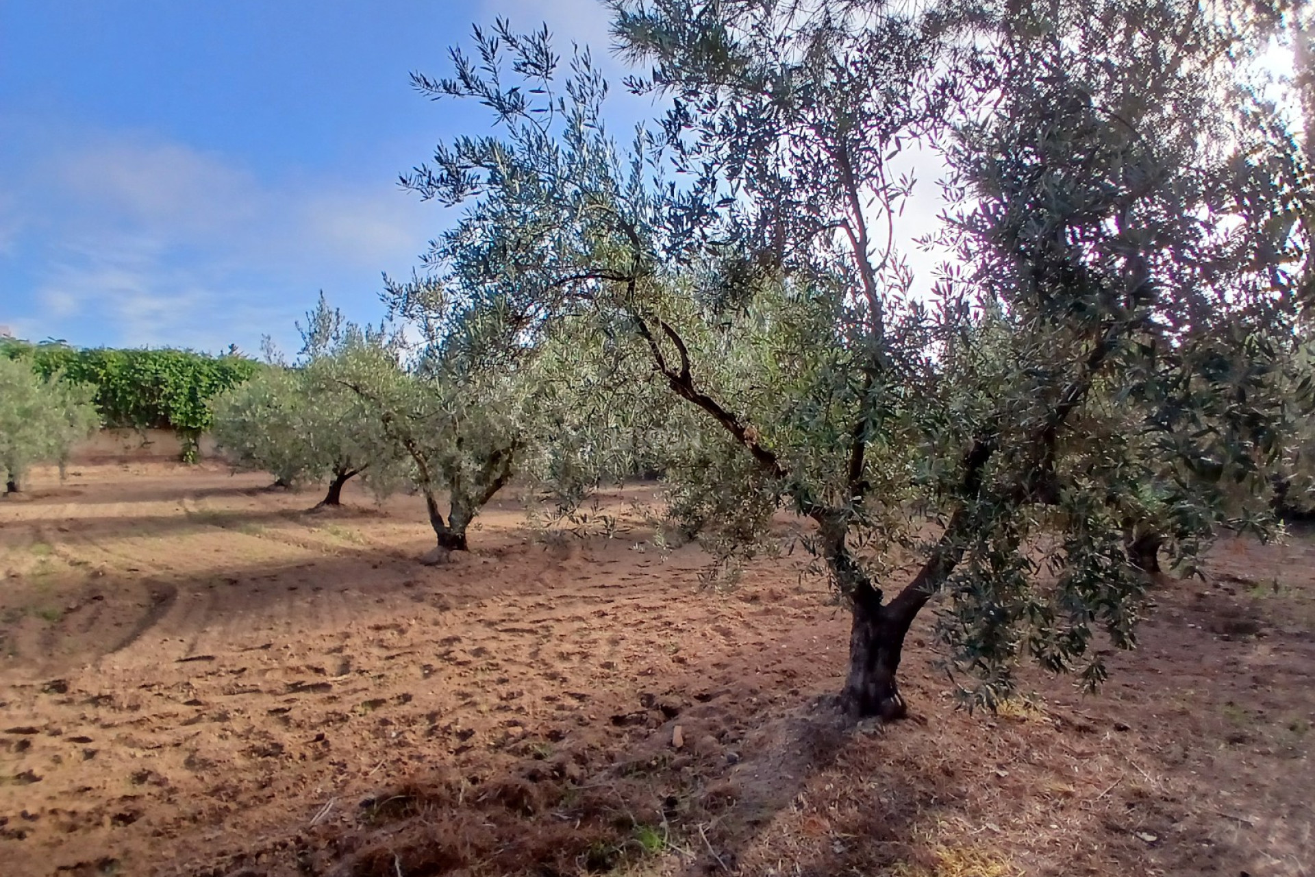 Odsprzedaż - Country House - Jumilla - Inland