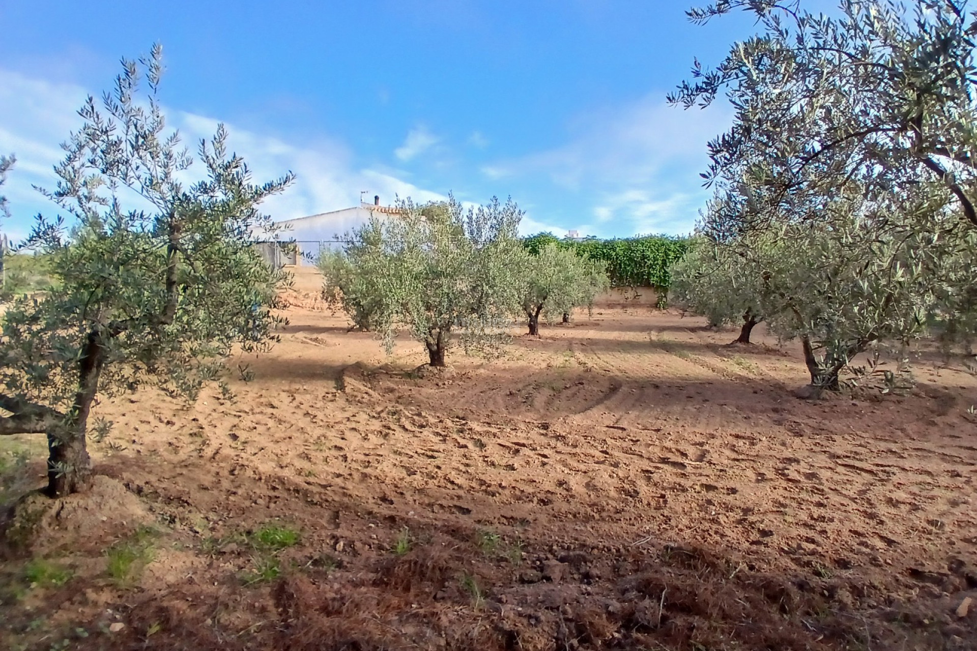 Odsprzedaż - Country House - Jumilla - Inland