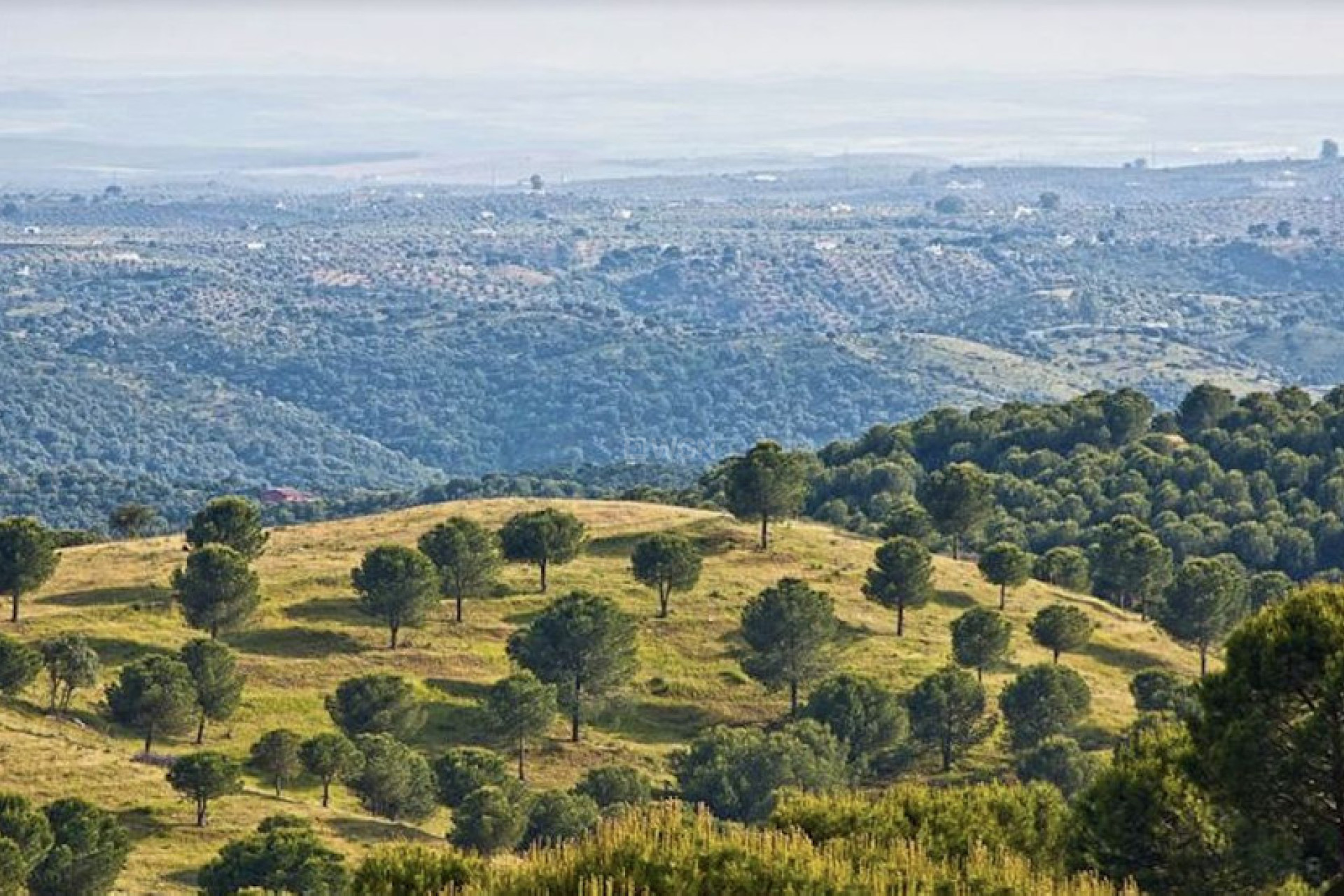 Odsprzedaż - Działka / Grunt - Antequera - Inland