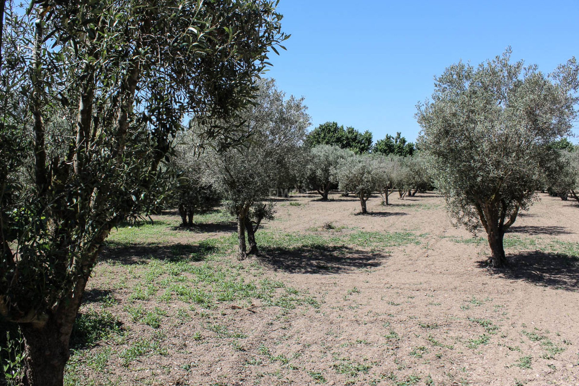 Odsprzedaż - Finca - Almoradí - Inland