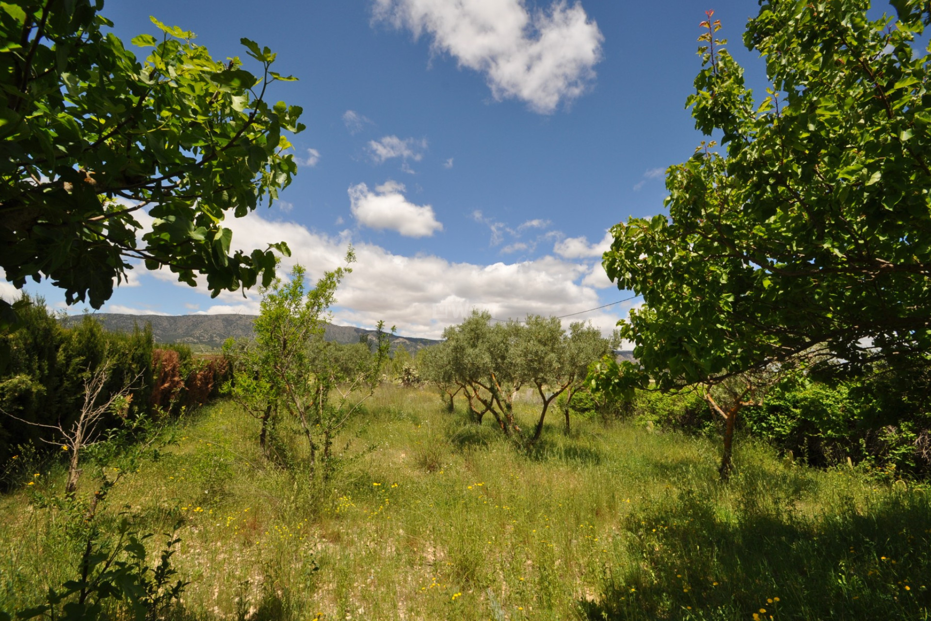 Odsprzedaż - Kamienica - Pinoso - Inland