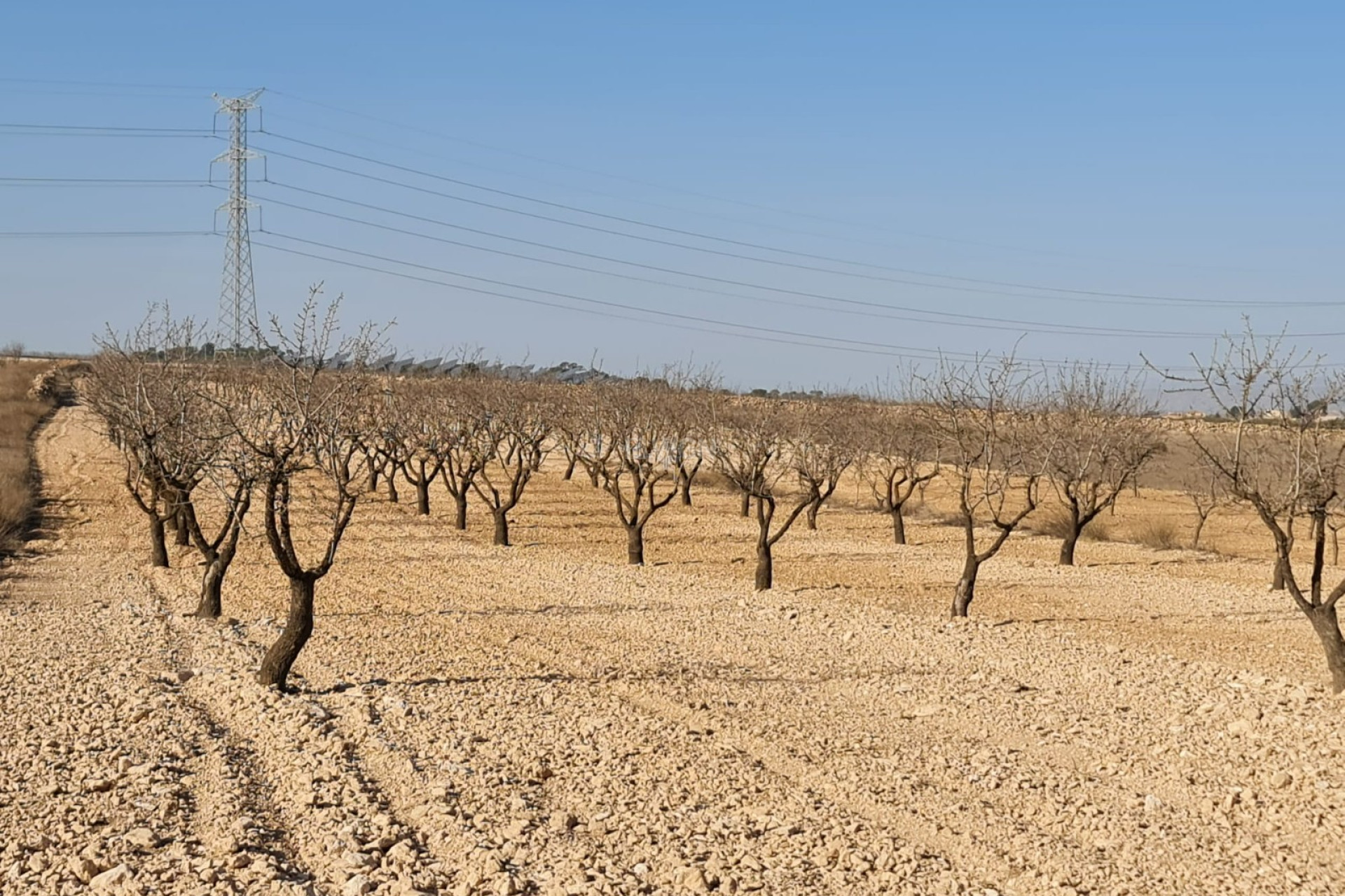 Odsprzedaż - Land - Jumilla - Inland