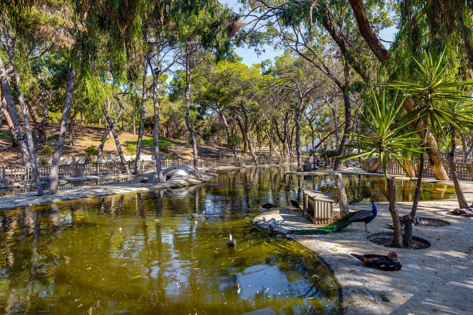 Odsprzedaż - Mieszkanie w bloku - Guardamar del Segura - Costa Blanca