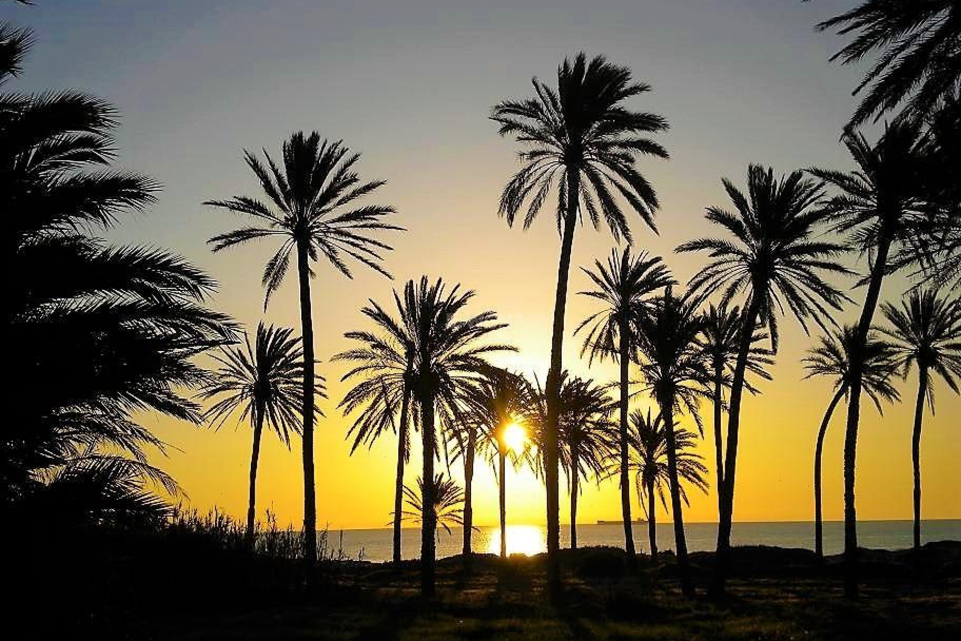 Odsprzedaż - Mieszkanie w bloku - Torrevieja - Centro