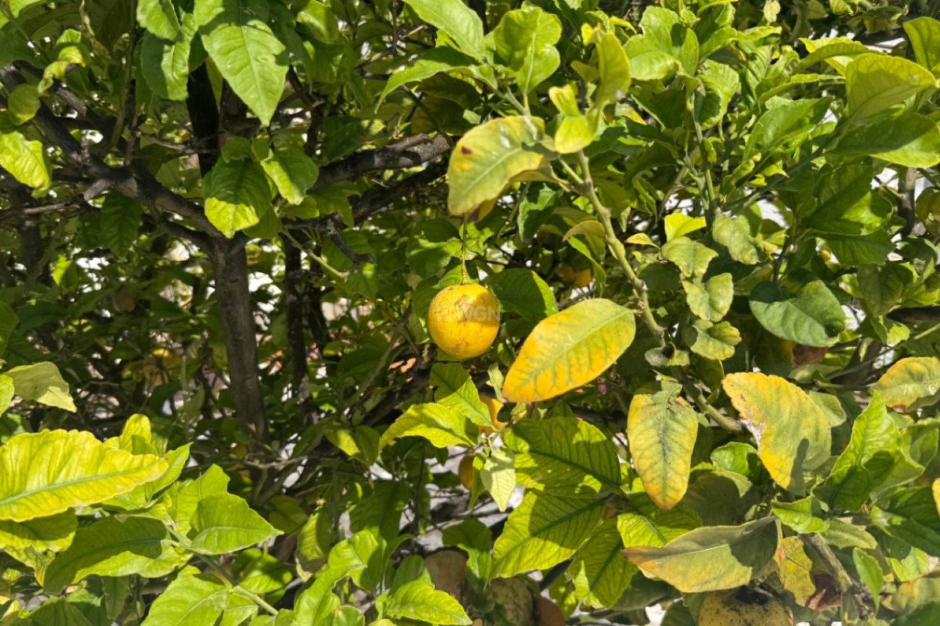 Odsprzedaż - Property - Torrevieja - Costa Blanca