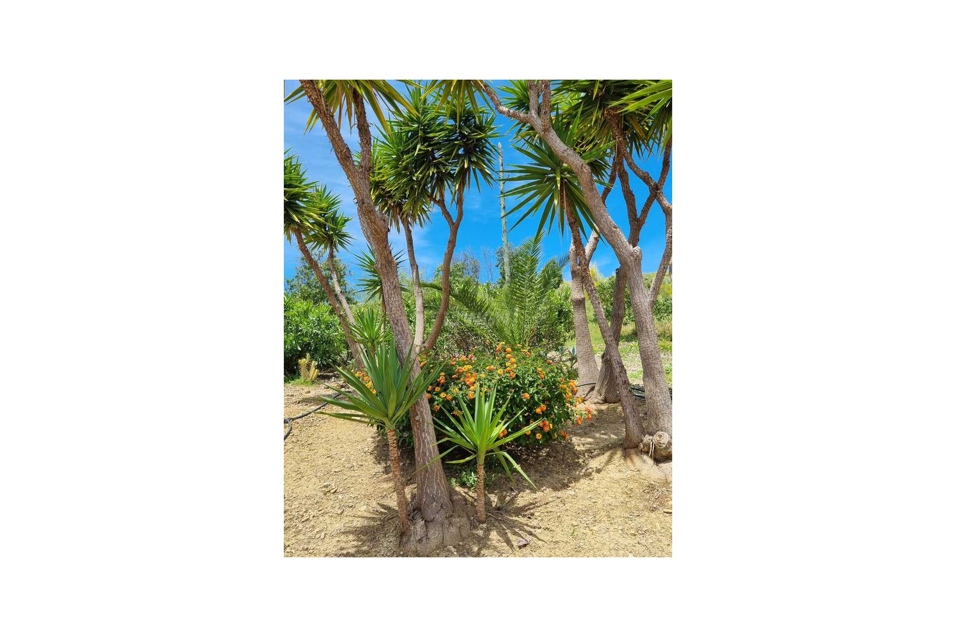 Odsprzedaż - Villa - Alcaucín - Inland