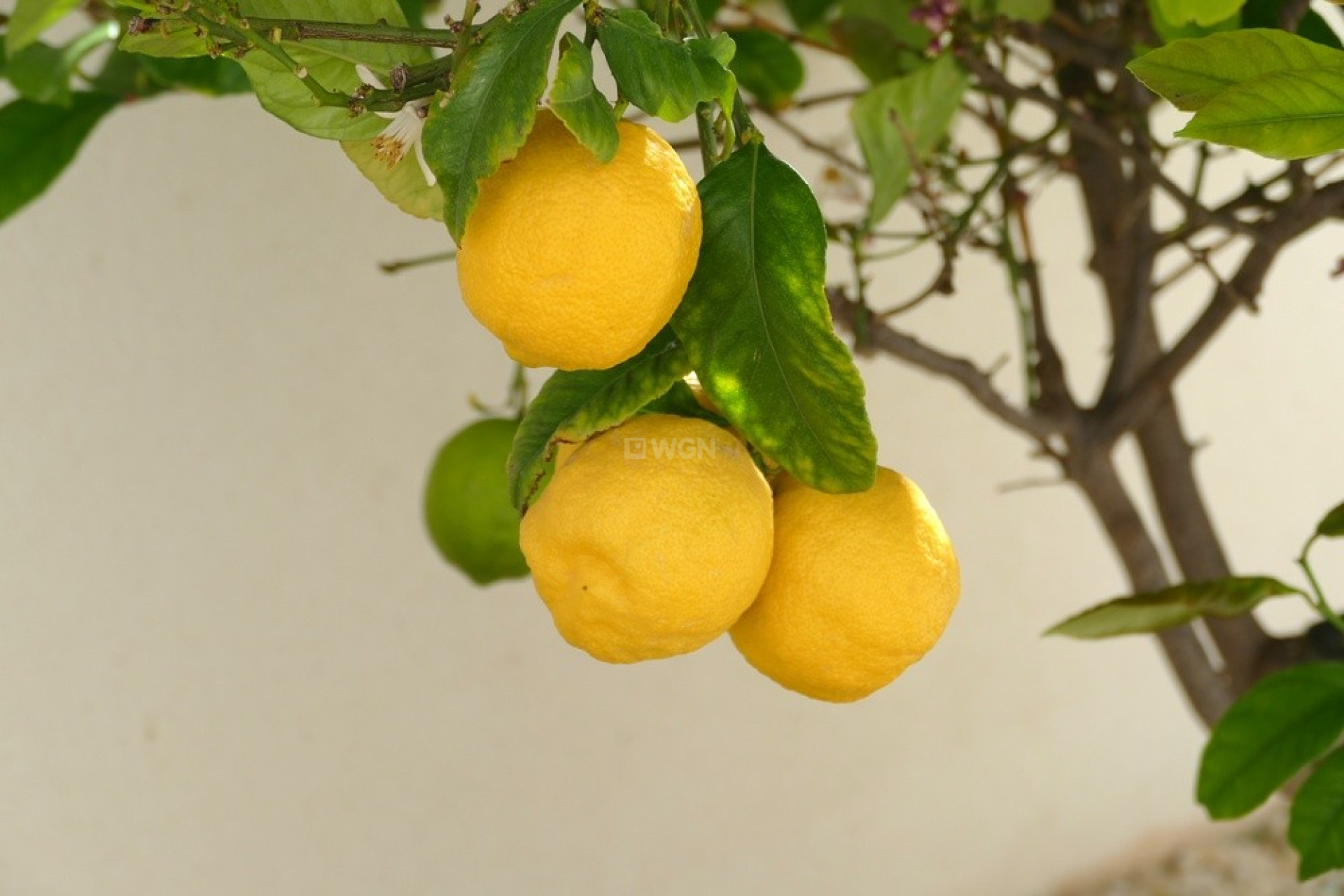 Odsprzedaż - Villa - Benijofar - Costa Blanca