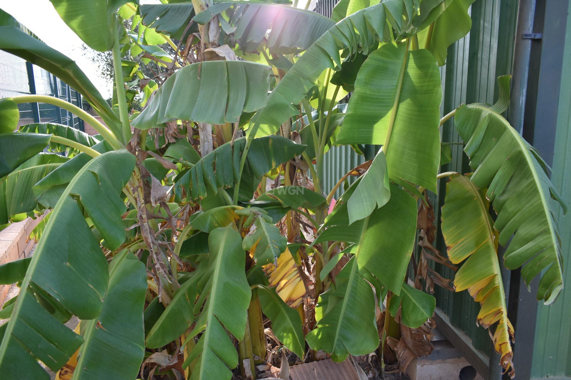 Odsprzedaż - Villa - Torre Pacheco - Dolores De Pacheco