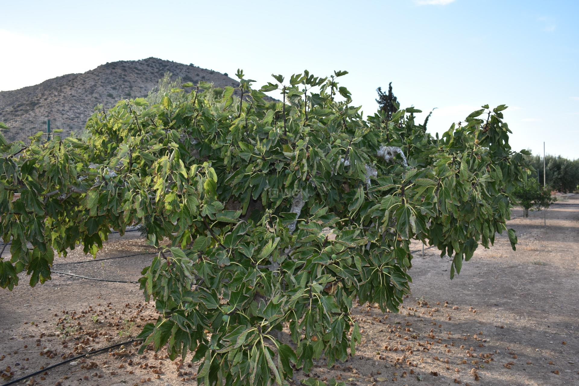 Odsprzedaż - Villa - Torre Pacheco - Dolores De Pacheco