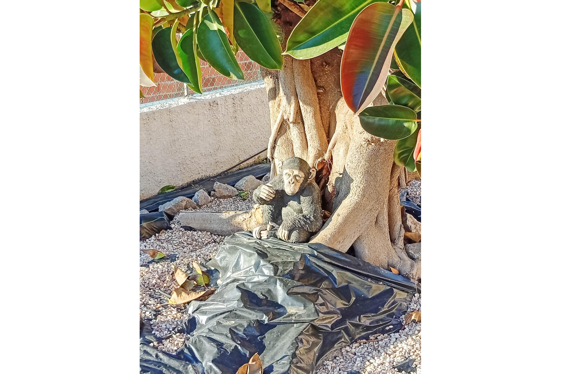 Odsprzedaż - Villa - Torrevieja - La Siesta - El Salado - Torreta