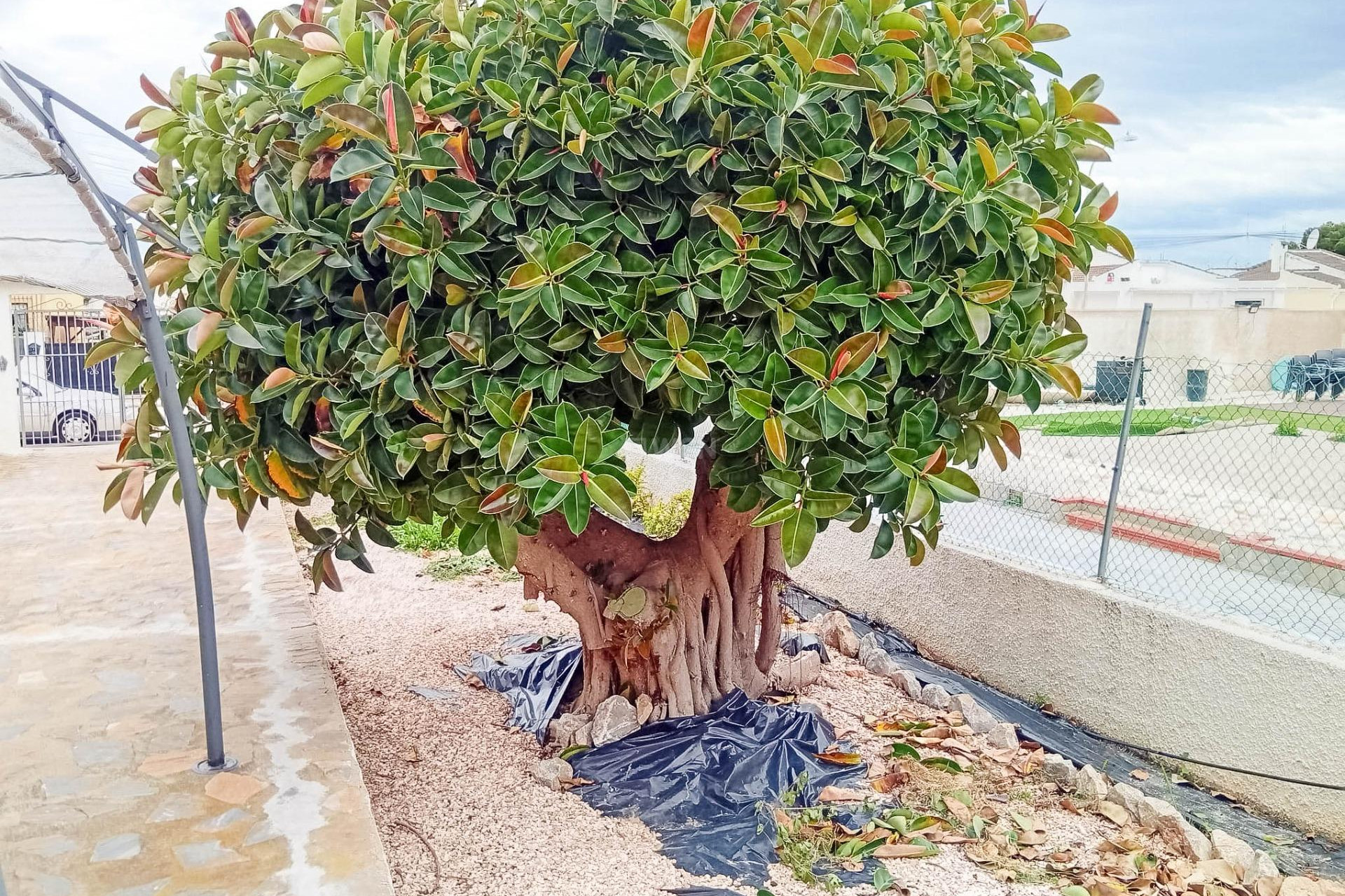 Odsprzedaż - Villa - Torrevieja - La Siesta