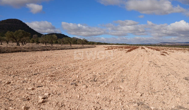 Plot / Land - Resale - Yecla - Inland