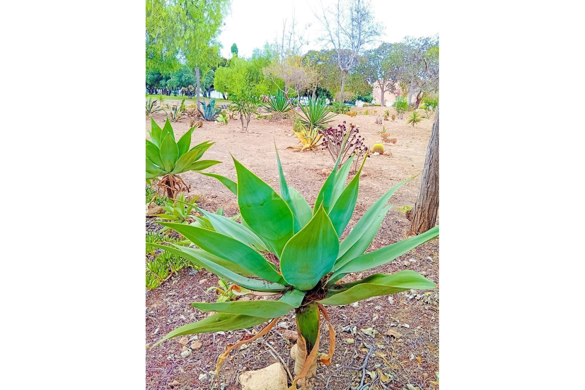 Resale - Apartment / flat - Orihuela Costa - La Florida