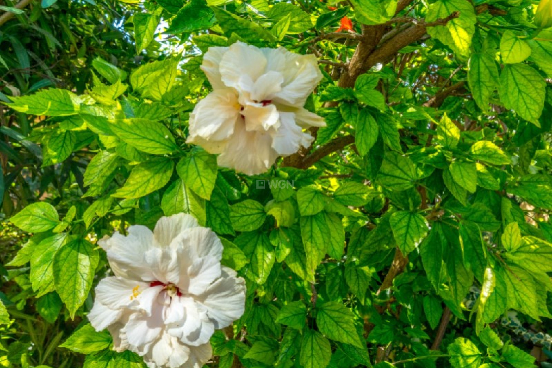 Resale - Bungalow - Torrevieja - Costa Blanca