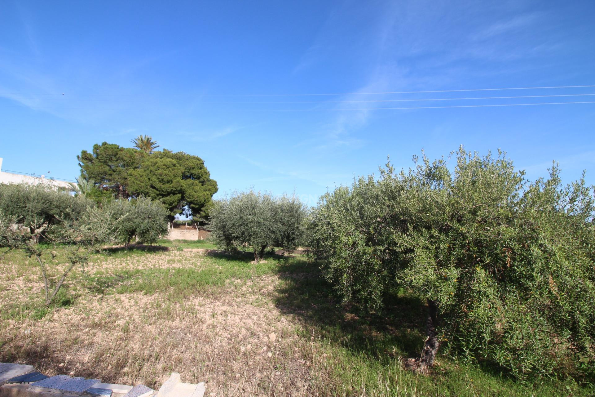 Resale - Finca - Crevillent - P.catxapets