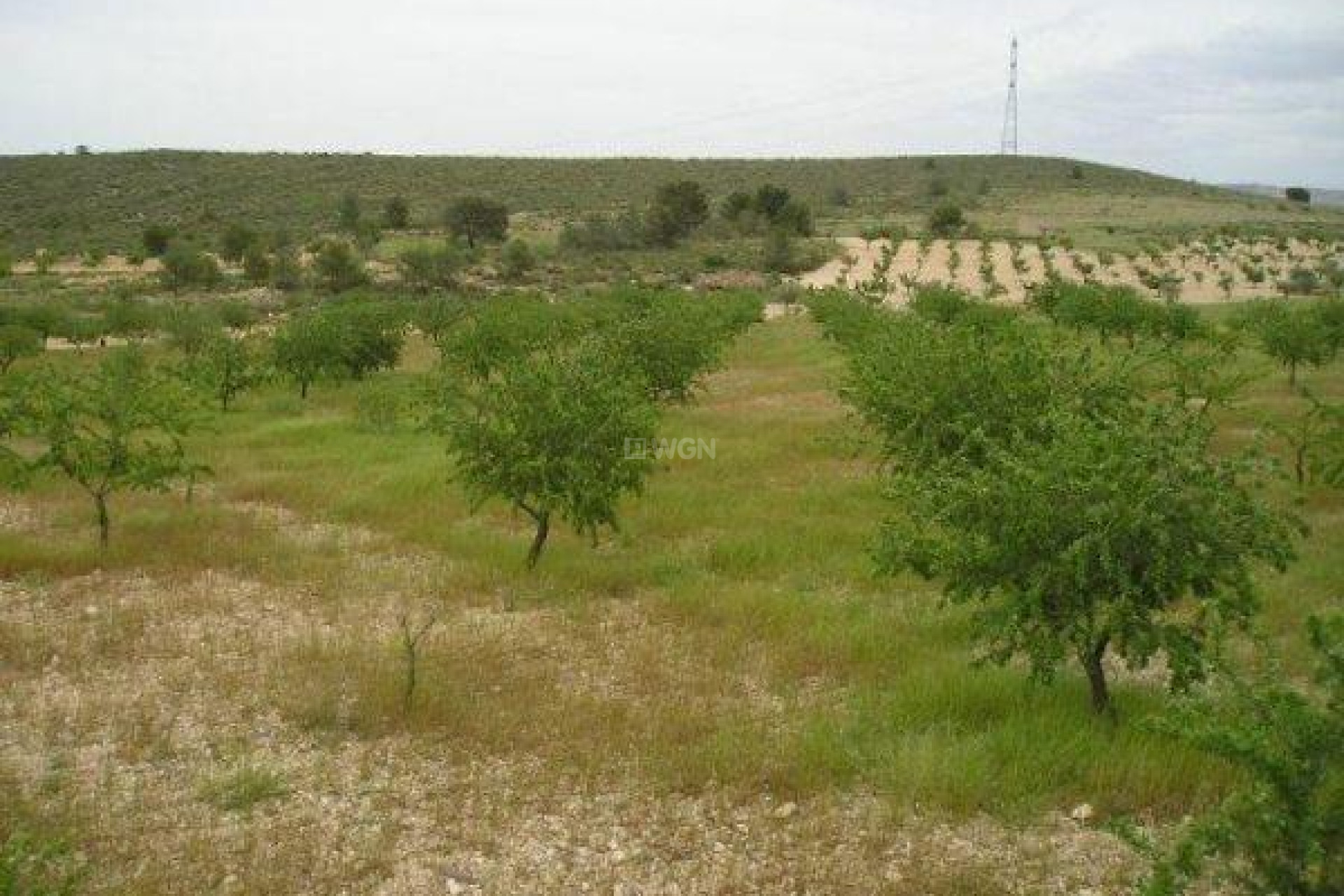 Resale - Land - Jumilla - CaÑada Del Trigo