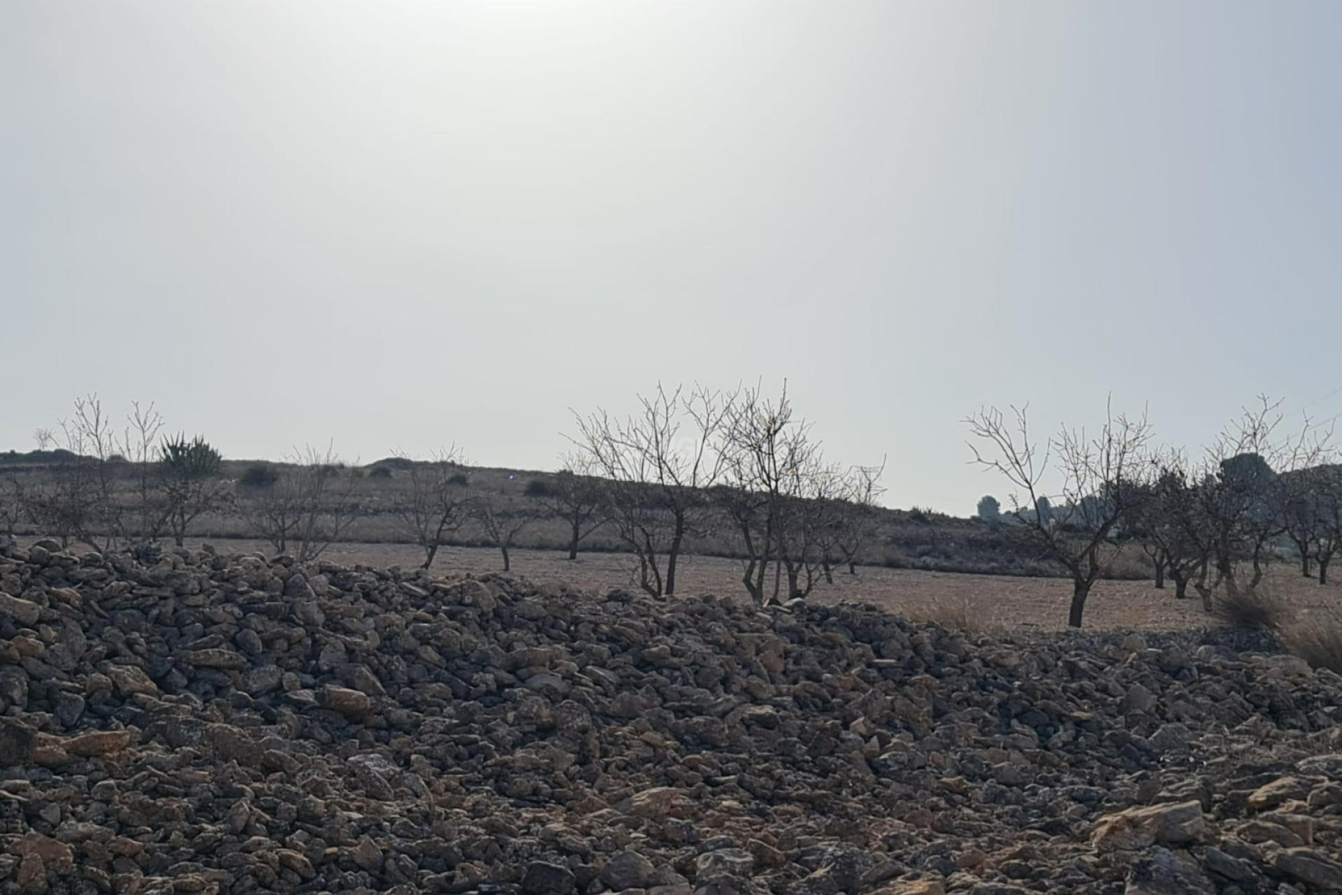 Resale - Land - Jumilla - Inland