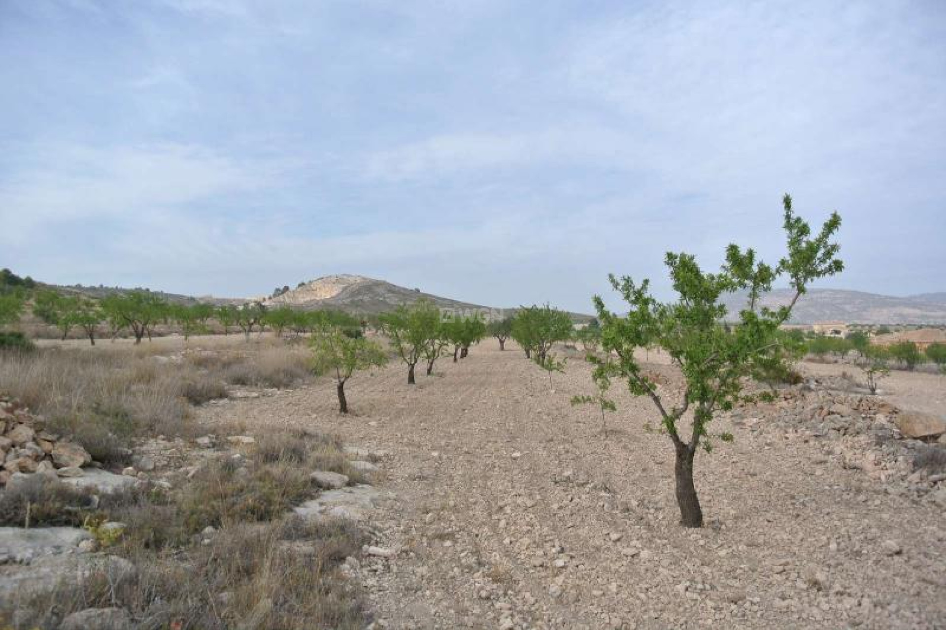 Resale - Land - Jumilla - Inland