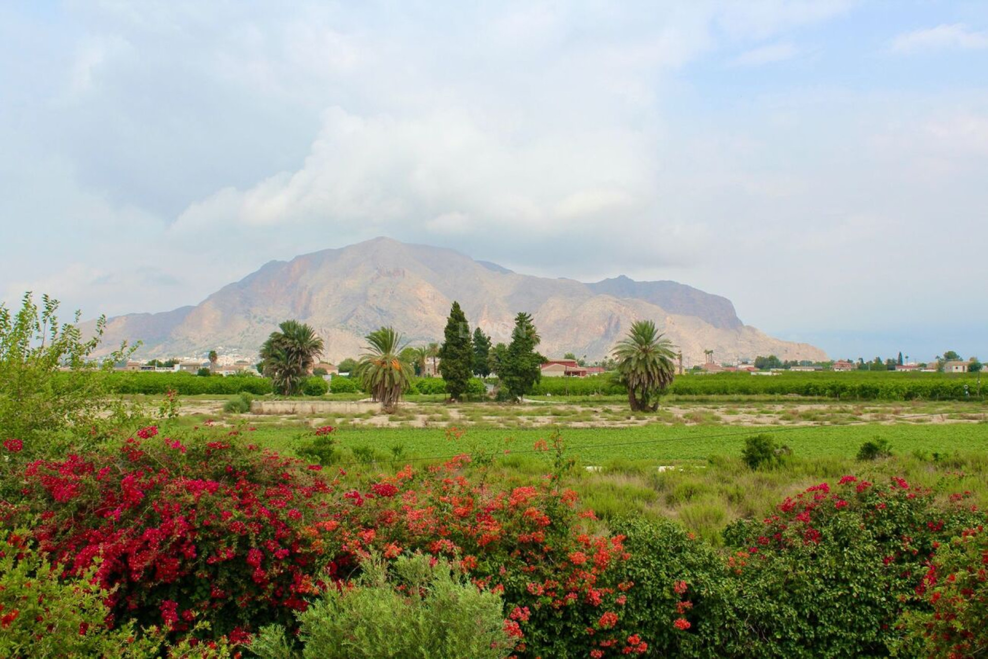 Resale - Other - Orihuela - Campaneneta
