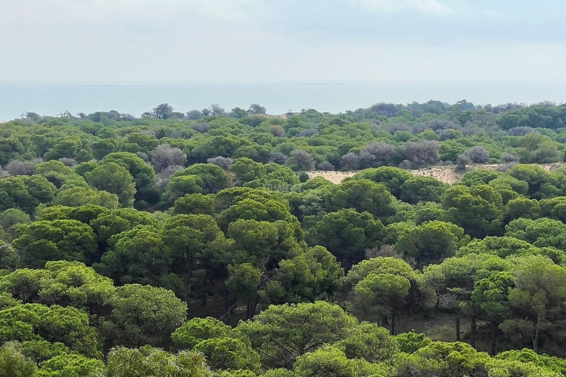 Resale - Penthouse - Guardamar del Segura - Puerto