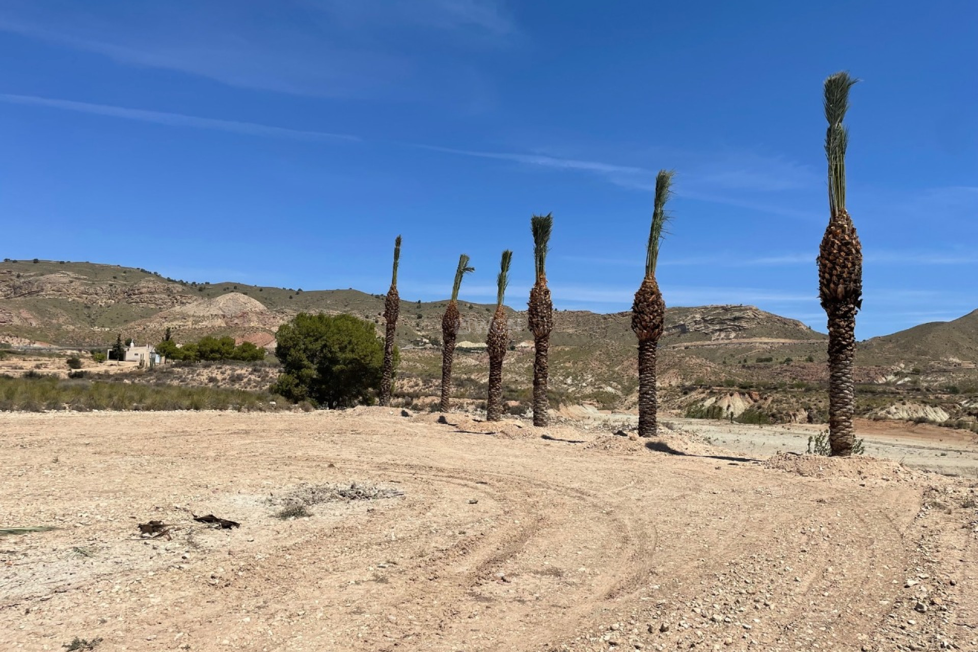 Resale - Plot / Land - Abanilla - Inland