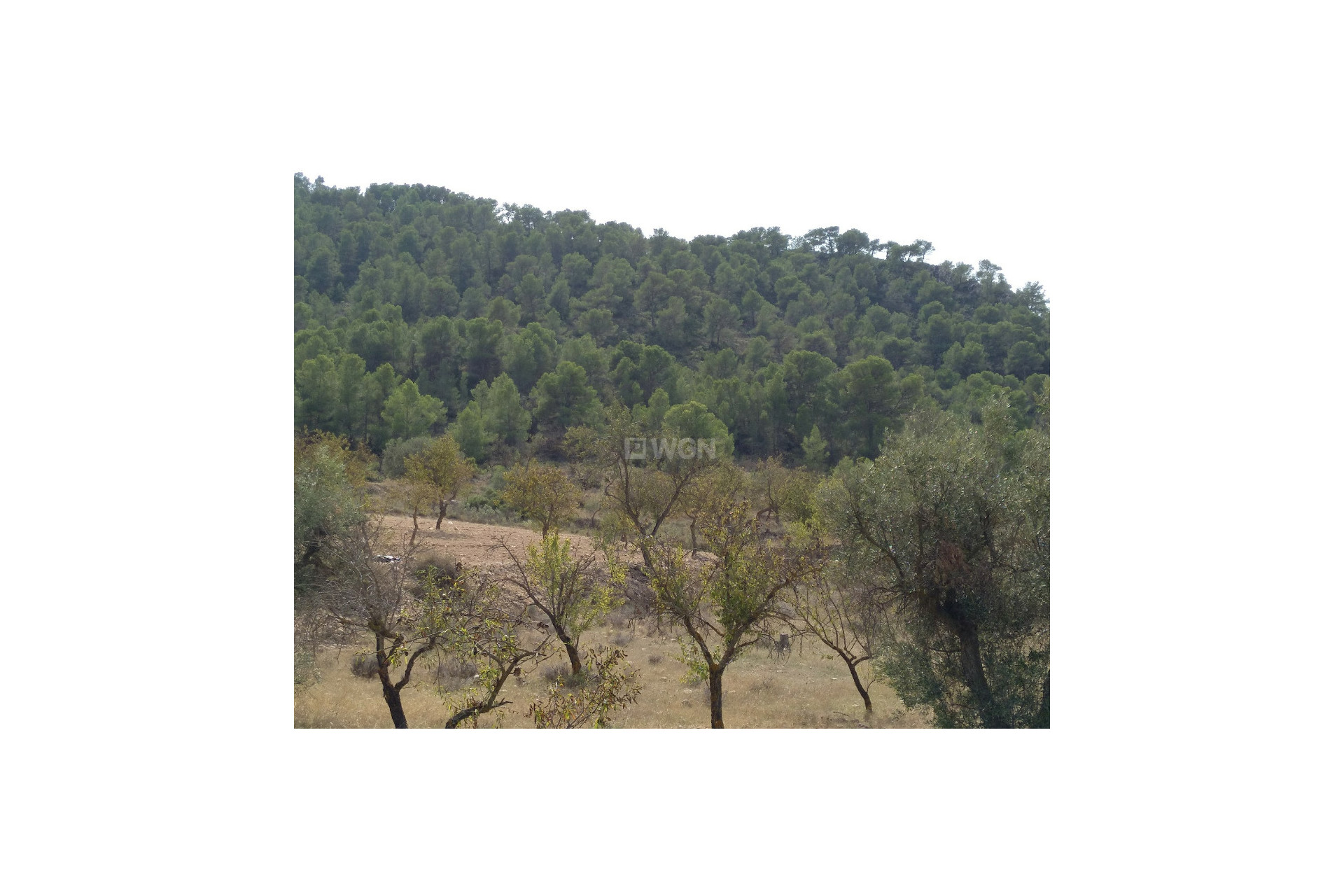 Resale - Plot / Land - Abanilla - Inland