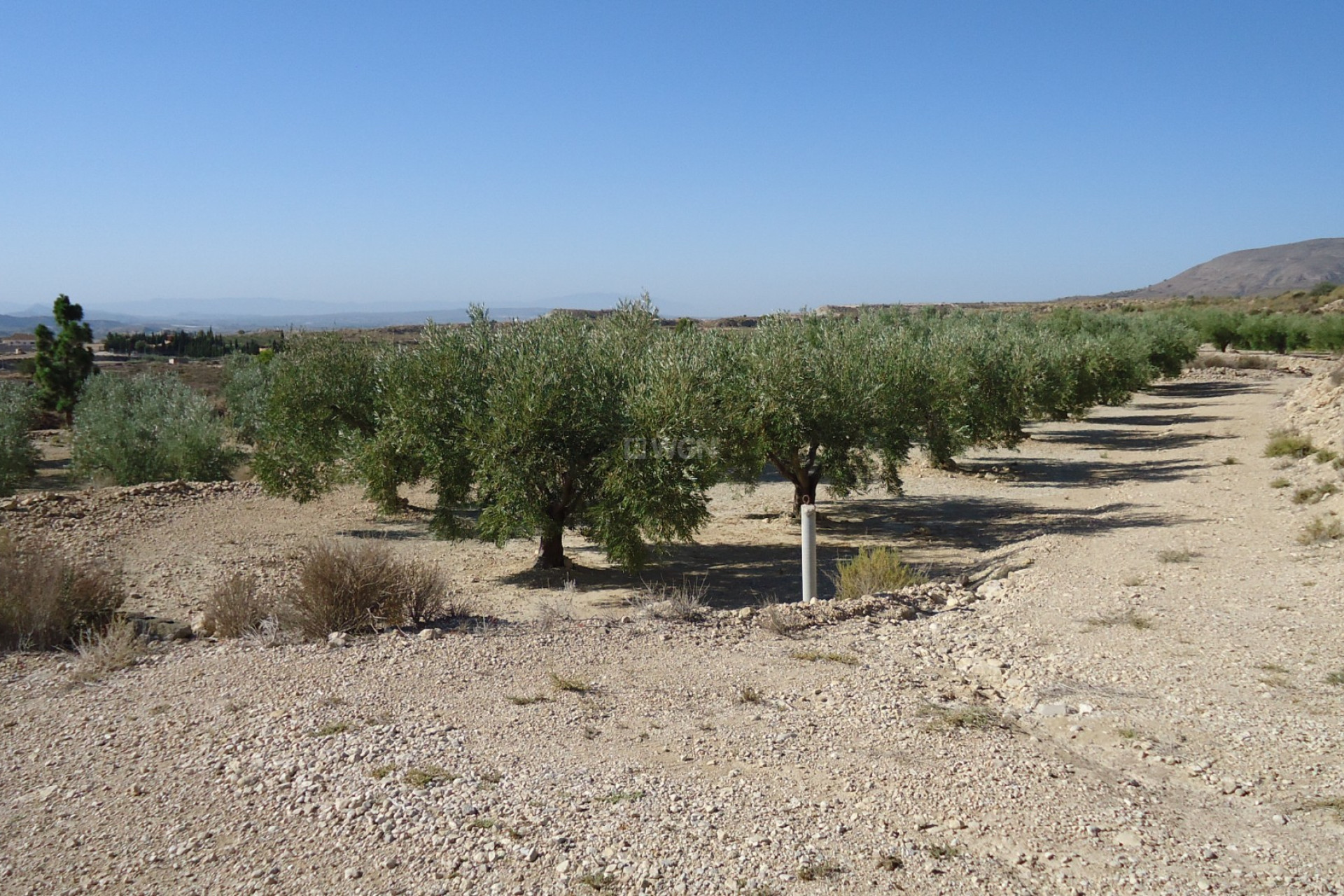 Resale - Plot / Land - Abanilla - Inland