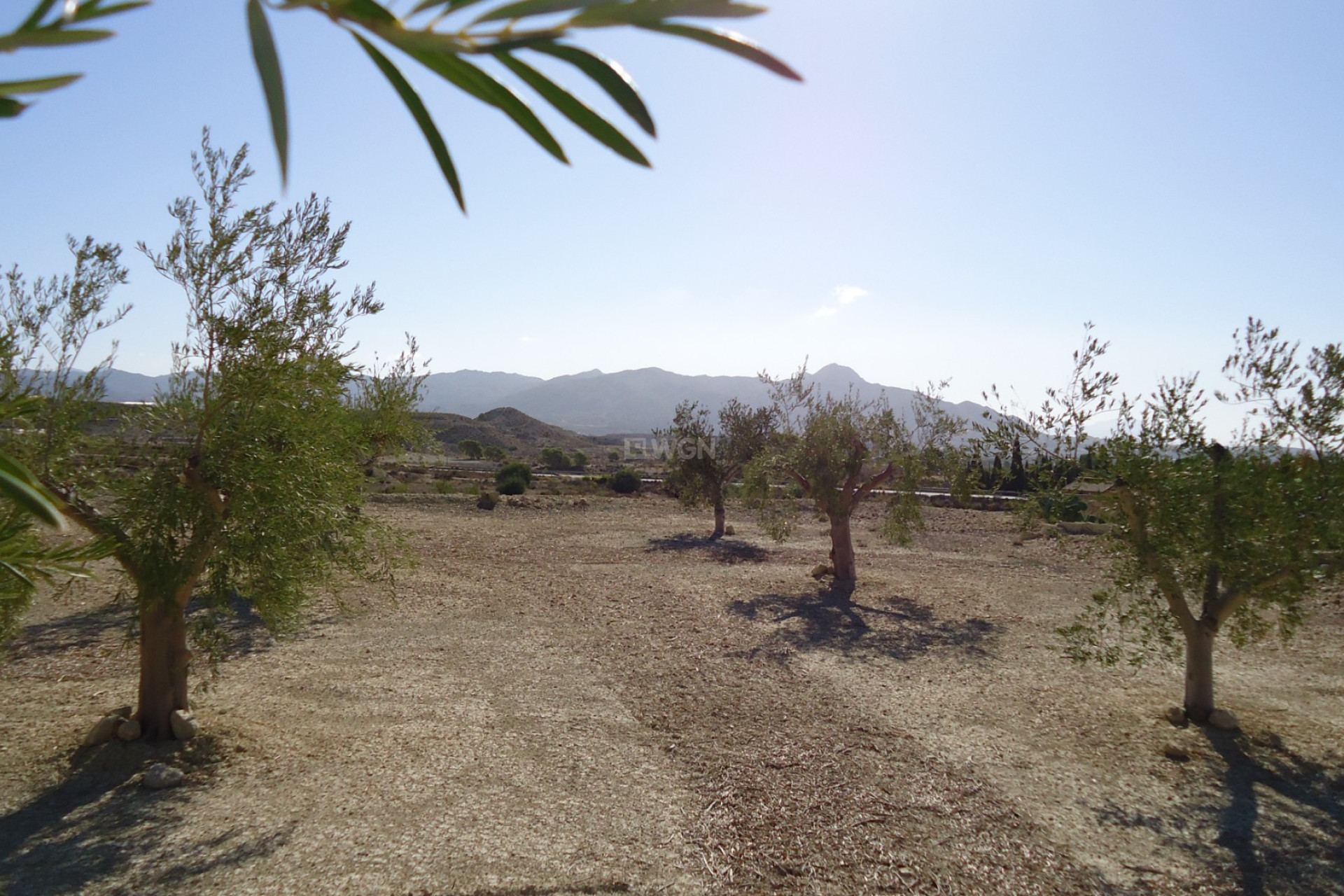 Resale - Plot / Land - Abanilla - Inland