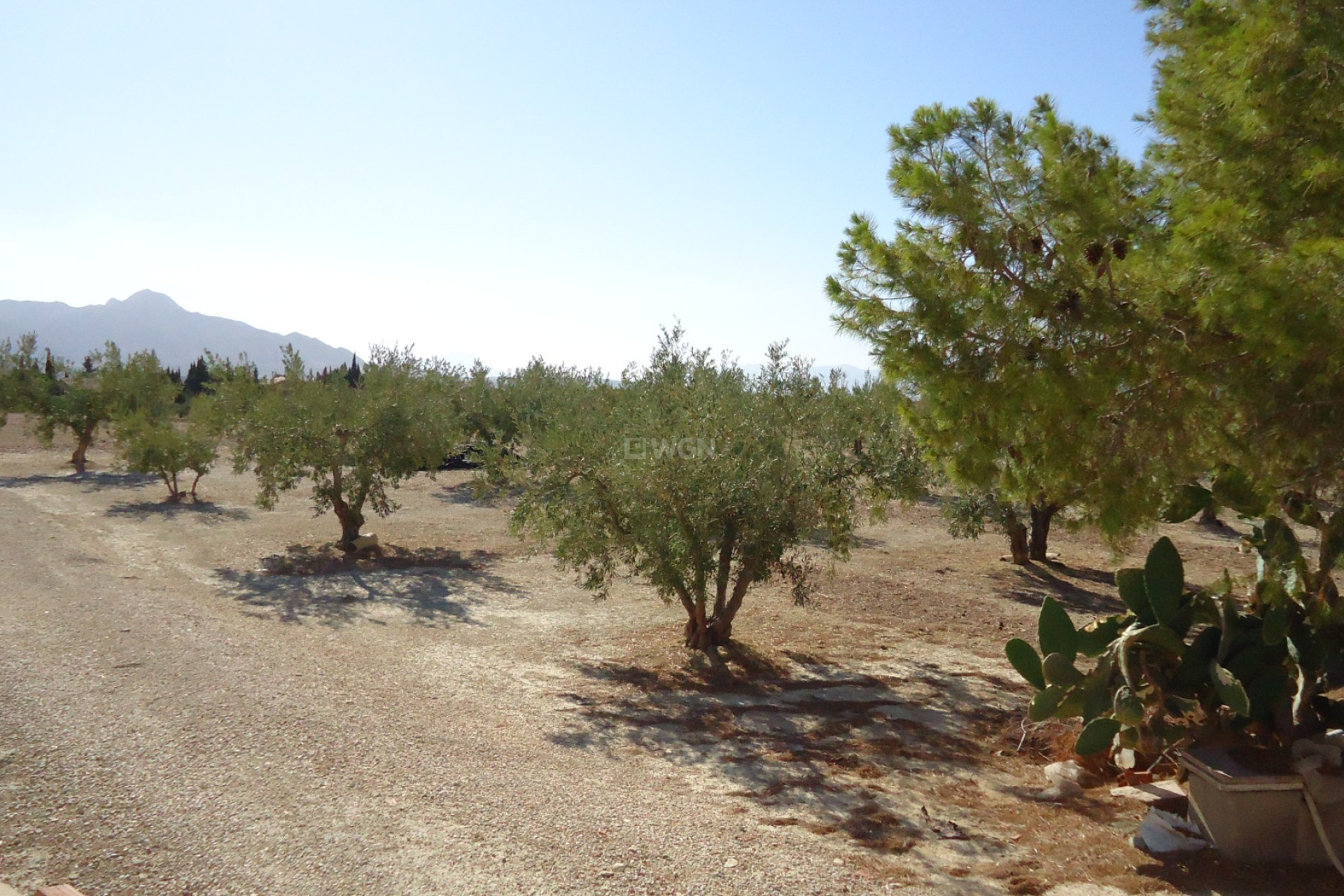 Resale - Plot / Land - Abanilla - Inland