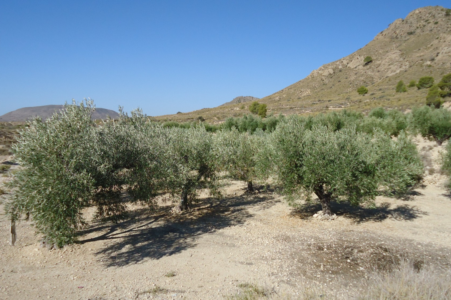 Resale - Plot / Land - Abanilla - Inland