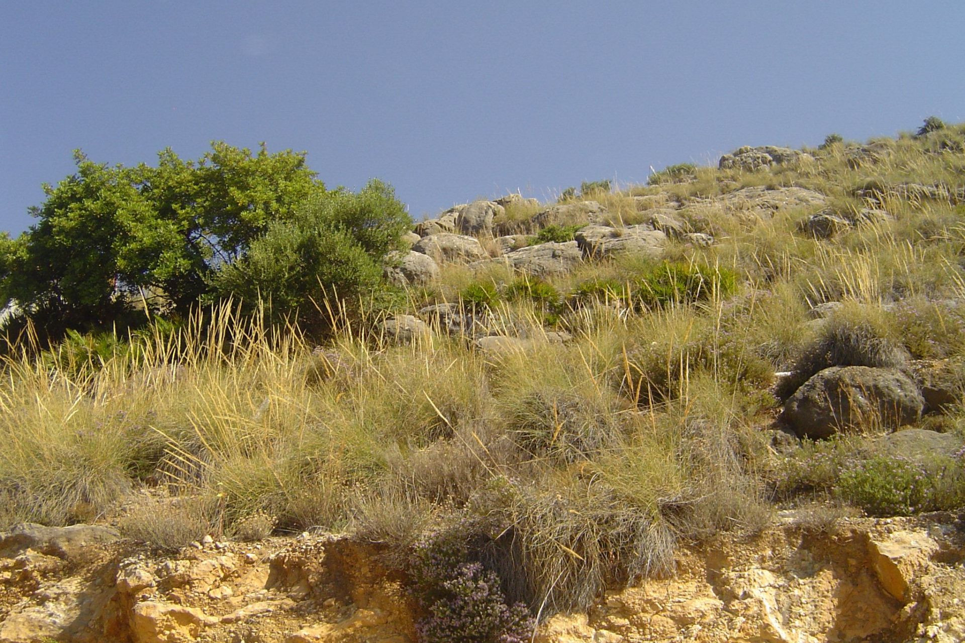 Resale - Plot / Land - Coin - Inland