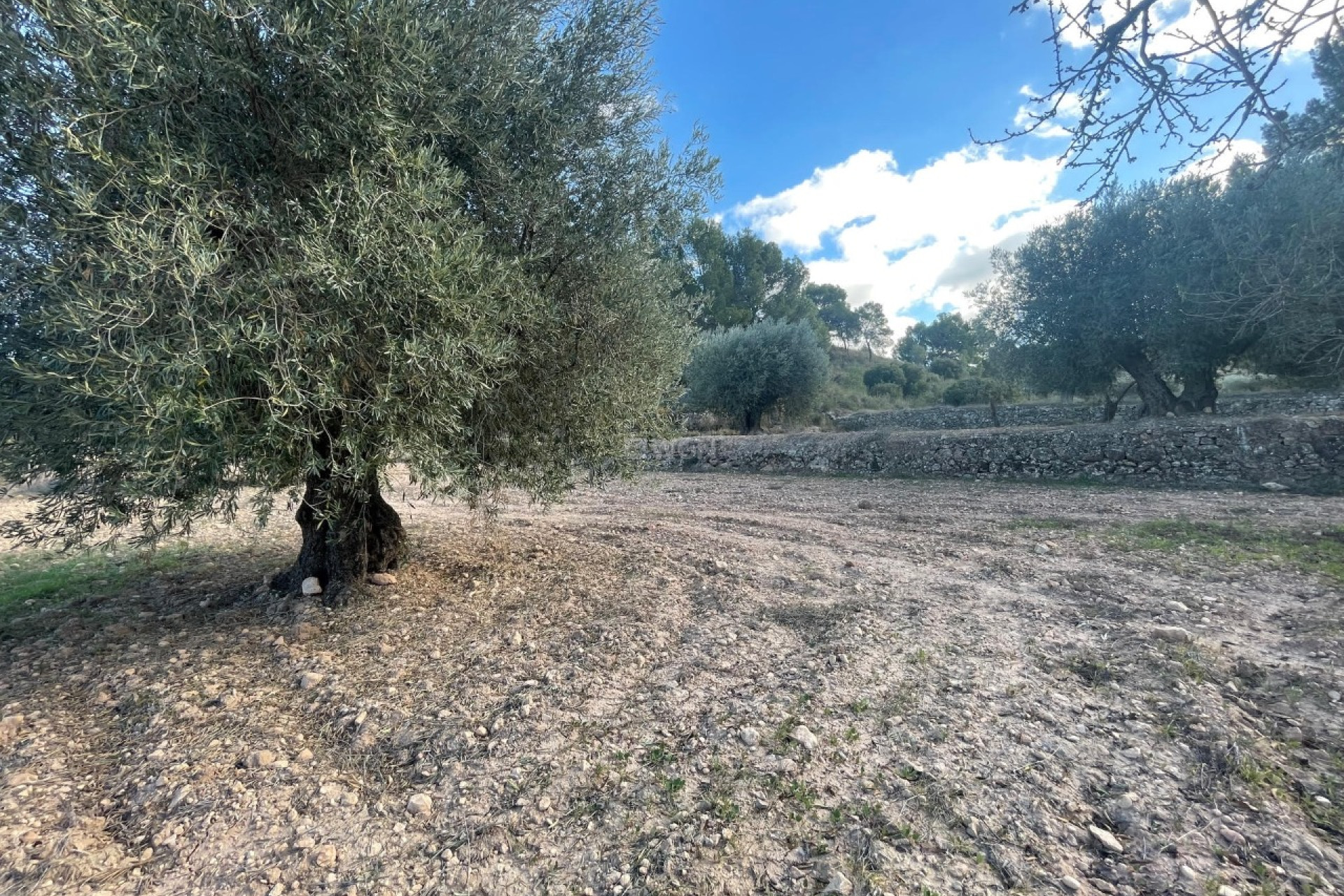 Resale - Plot / Land - La Zarza - Inland