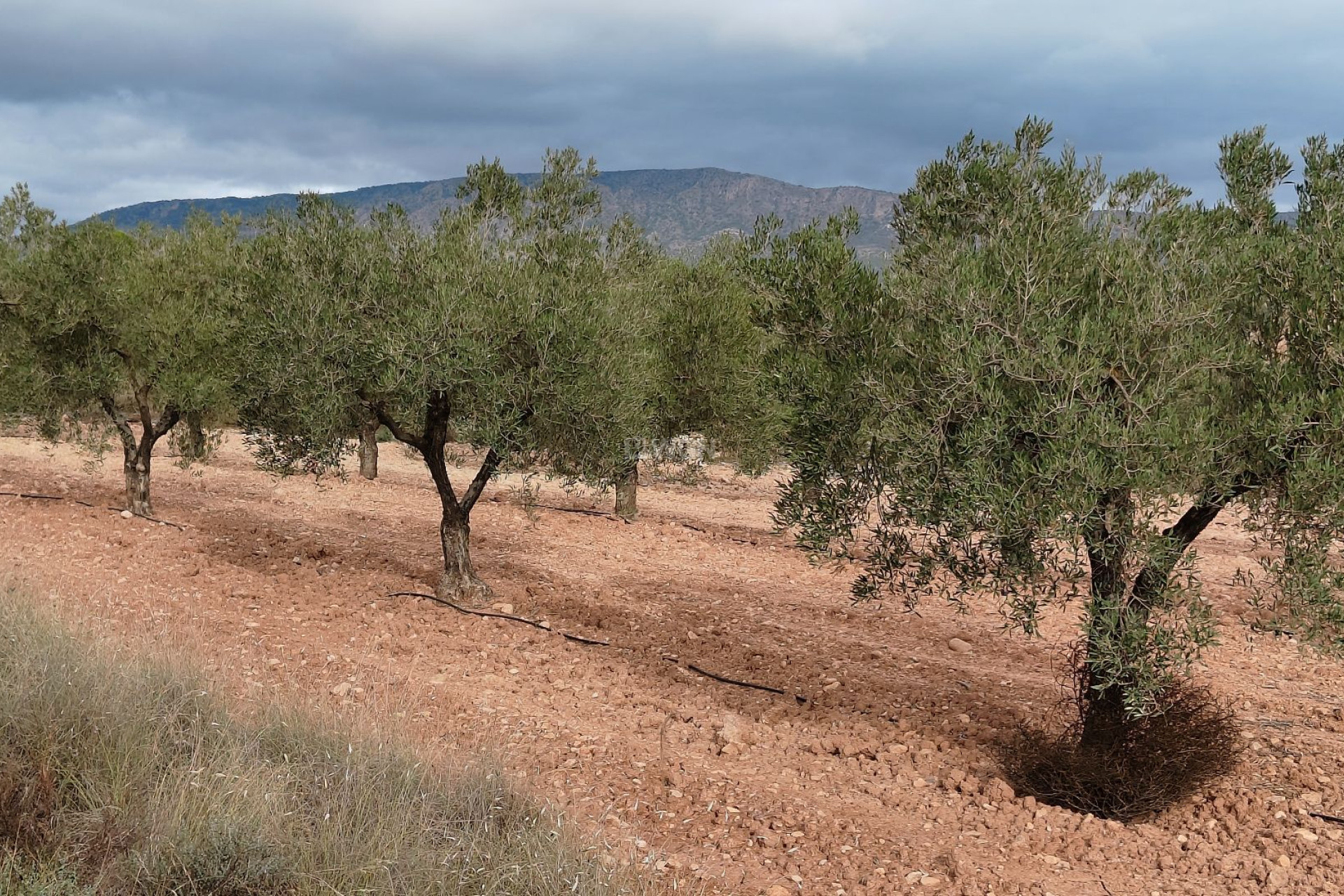 Resale - Plot / Land - Monóvar/Monóver - Inland