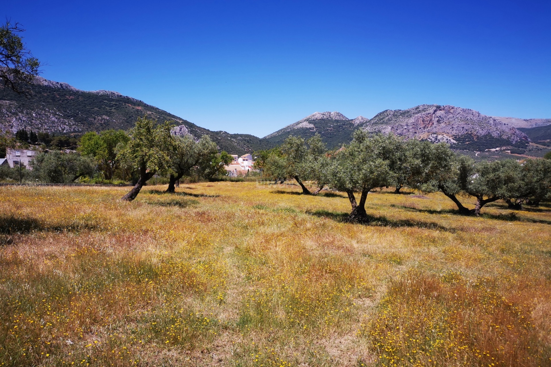 Resale - Plot / Land - Periana - Inland