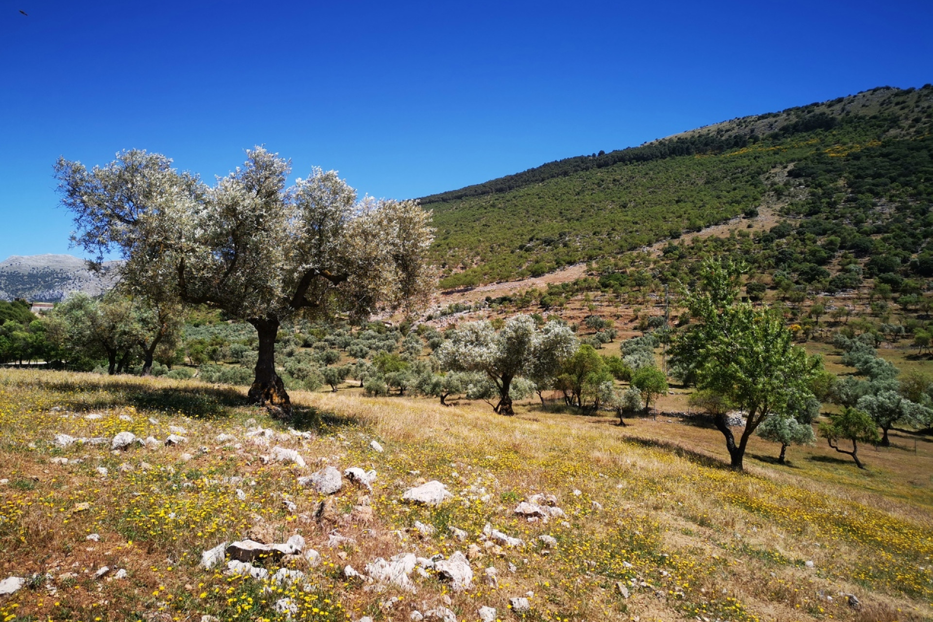 Resale - Plot / Land - Periana - Inland