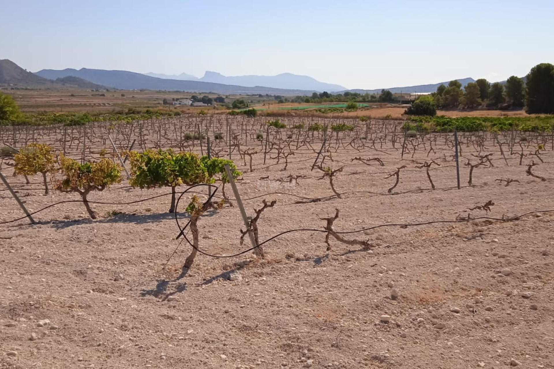 Resale - Plot / Land - Pinoso - Inland