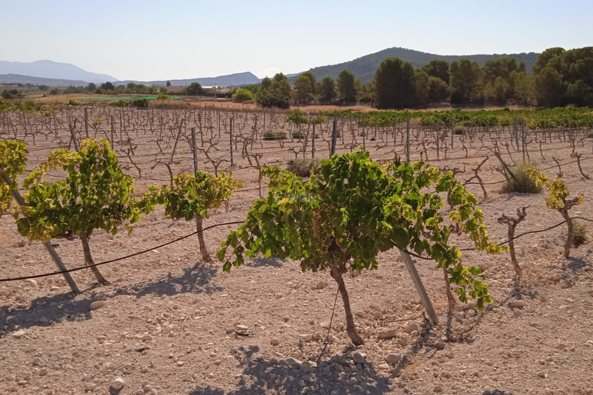 Resale - Plot / Land - Pinoso - Inland