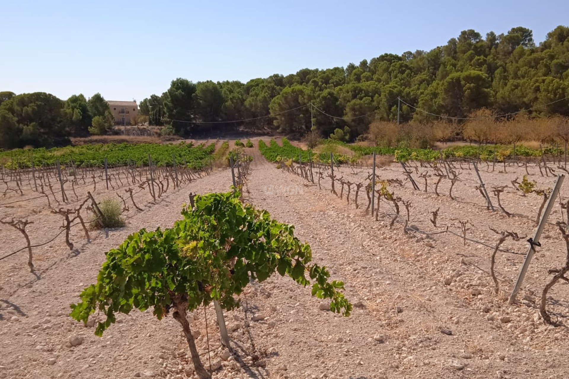 Resale - Plot / Land - Pinoso - Inland