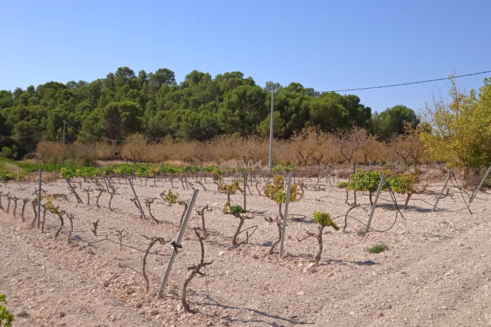 Resale - Plot / Land - Pinoso - Inland