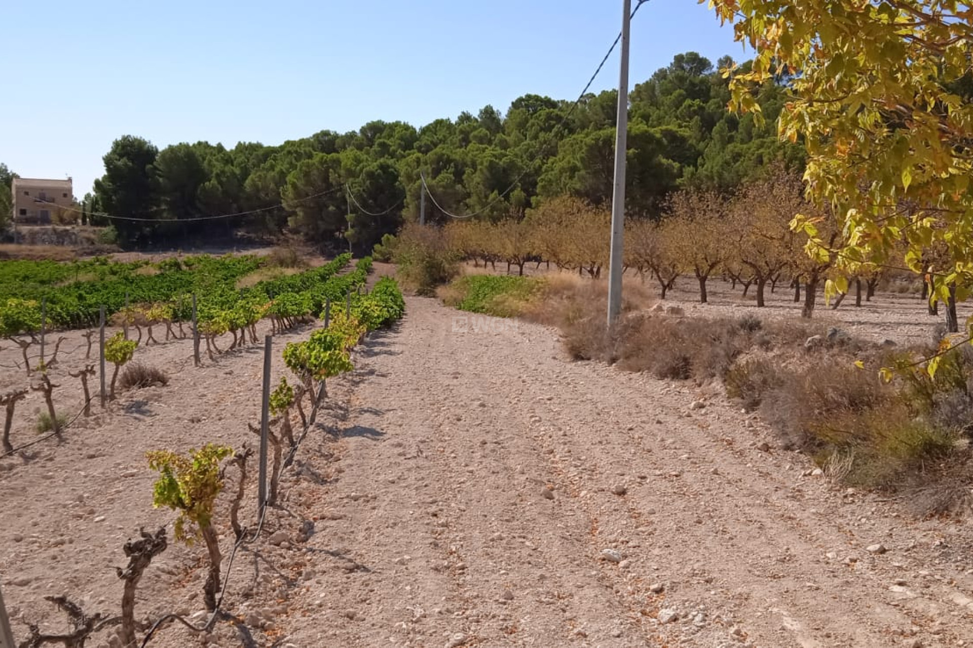 Resale - Plot / Land - Pinoso - Inland